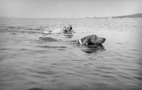 E.L. Doctorow with Becky. a Weimaraner, swimming in Gardiner's Bay, Ny August 3, 1975